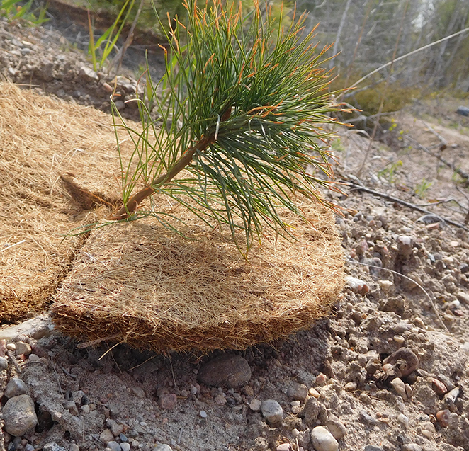 CALL FOR TENDERS TREE PLANTING