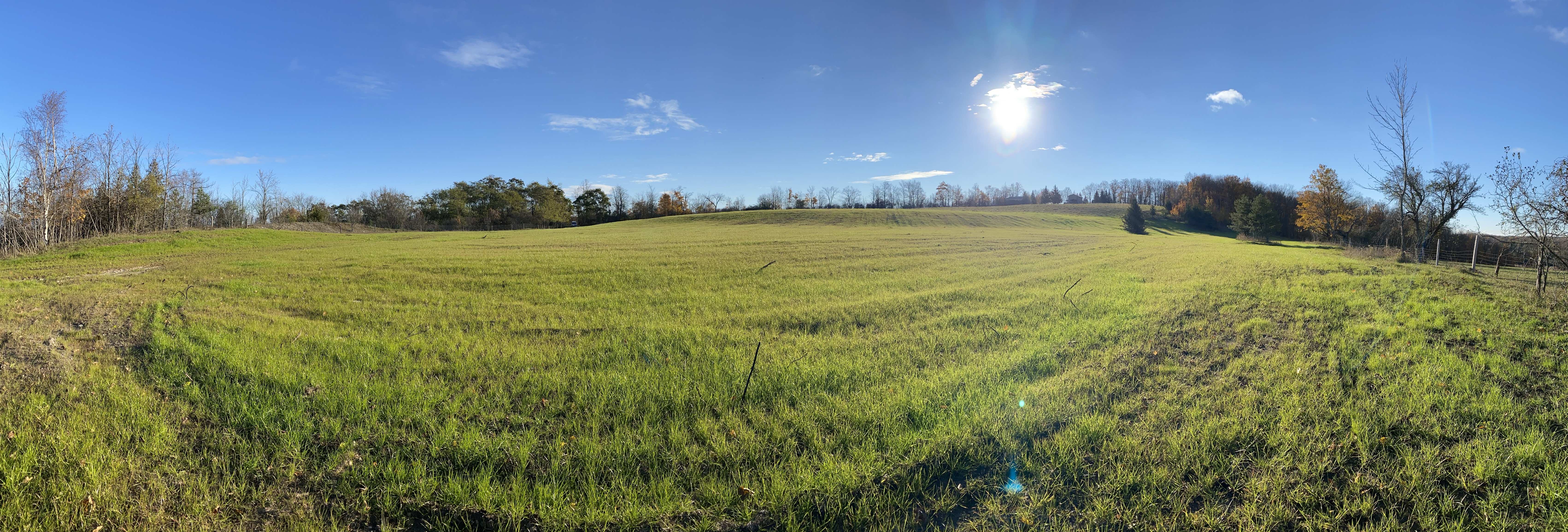 A photograph of the rehabiliated legacy site six weeks after hydroseed application. There is green vegetation growing well.