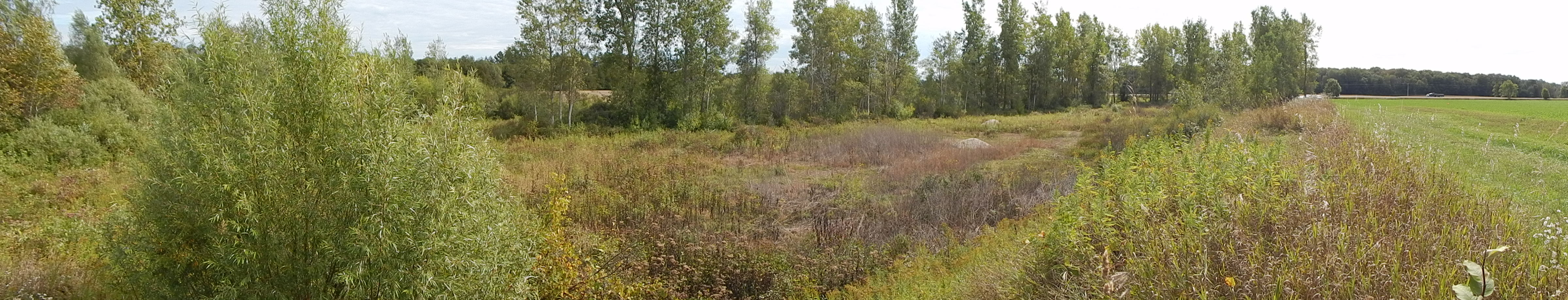 A legacy aggregate site with no pond, invasive phragmites species and steep slopes surrounded by an agricultural field.