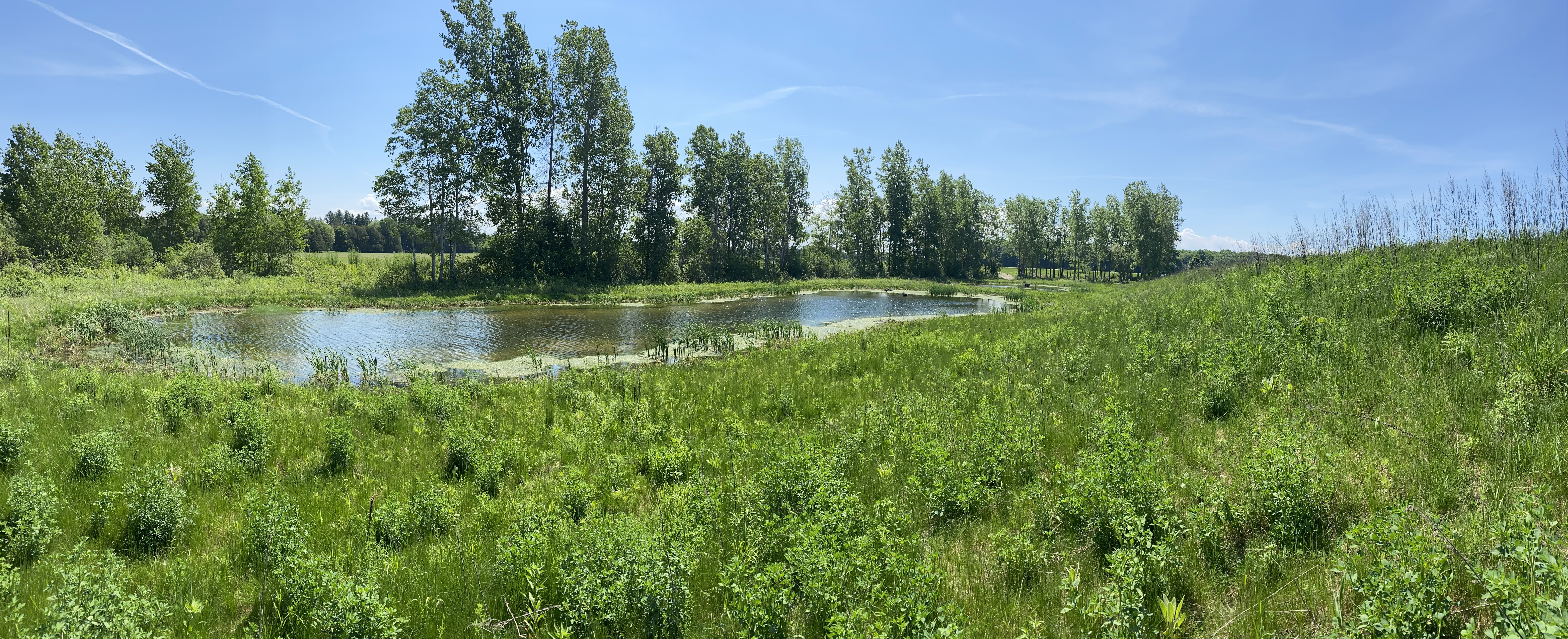 3 years post rehabilitation the wetland is thriving with dense grasses, a large body of water and the absense of the invasive phramigtes species.