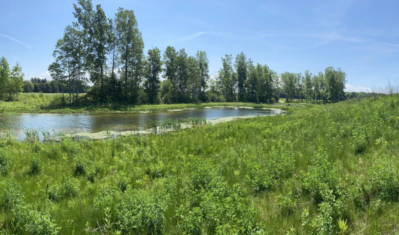 Wetland Restored