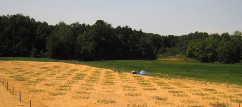 full report prarie restoration in post